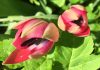 Planting English tulips in a Danish coastal garden